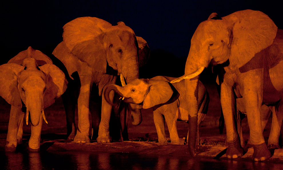Animals_342
