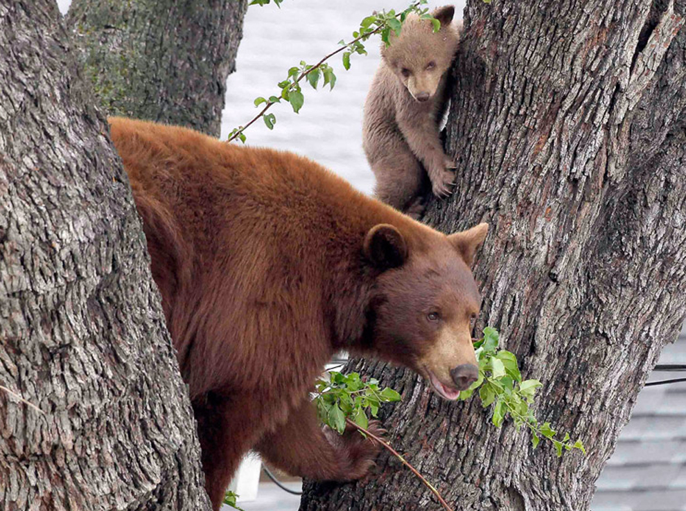 Animals_343