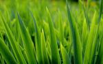 green_025