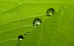 green_027
