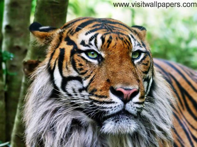 Tiger_39