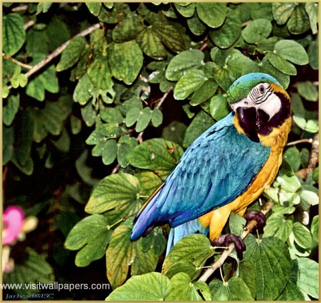 Birds_126