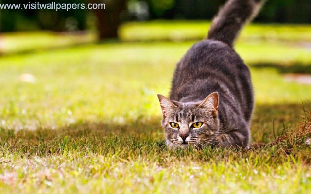 cat_247