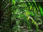 green_031