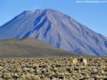 Animals_348