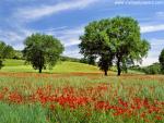 Italy_077