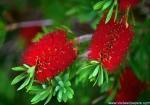 Flower_009