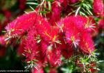 Flower_010