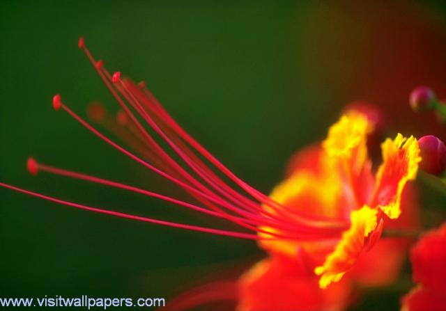 Flower_011