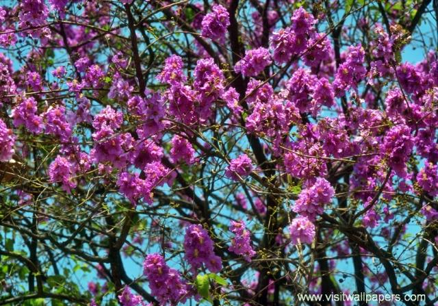 Flower_012