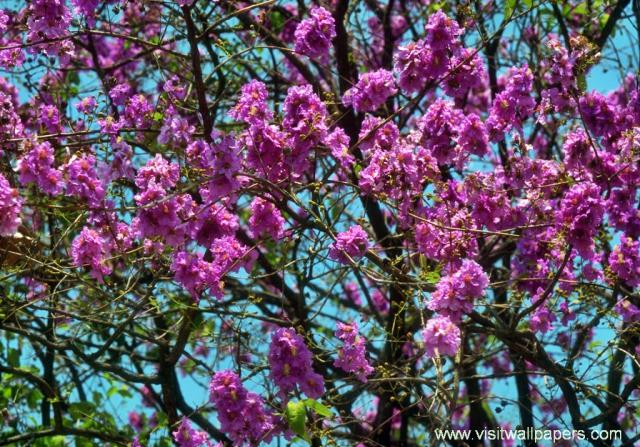 Flower_012