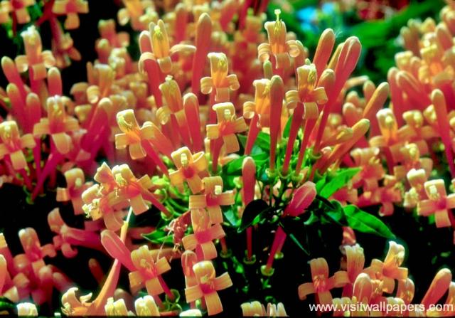 Flower_014