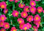 Flower_015