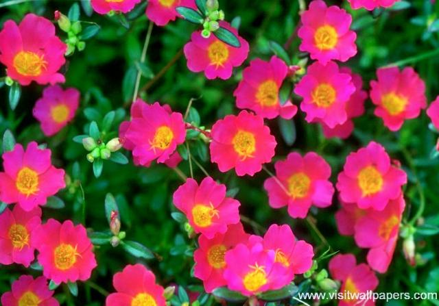 Flower_015
