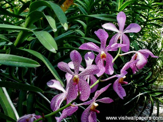 Flower_021