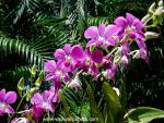 Flower_024