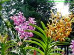Flower_029