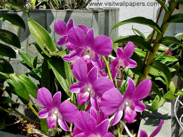 Flower_031