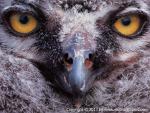Birds_133