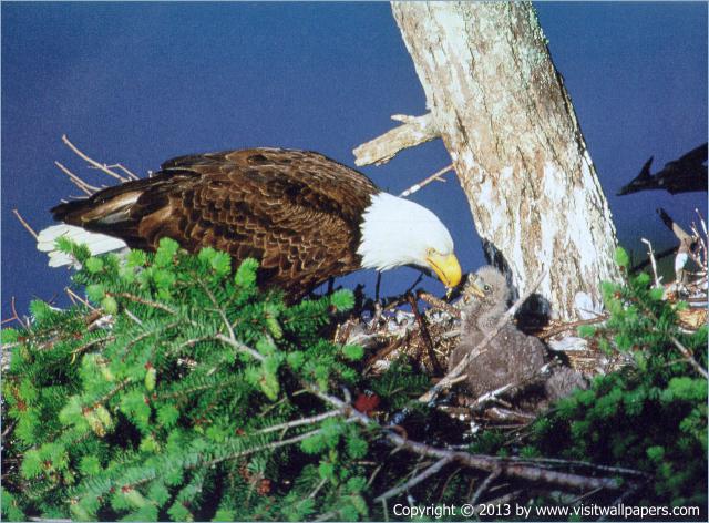 Birds_138