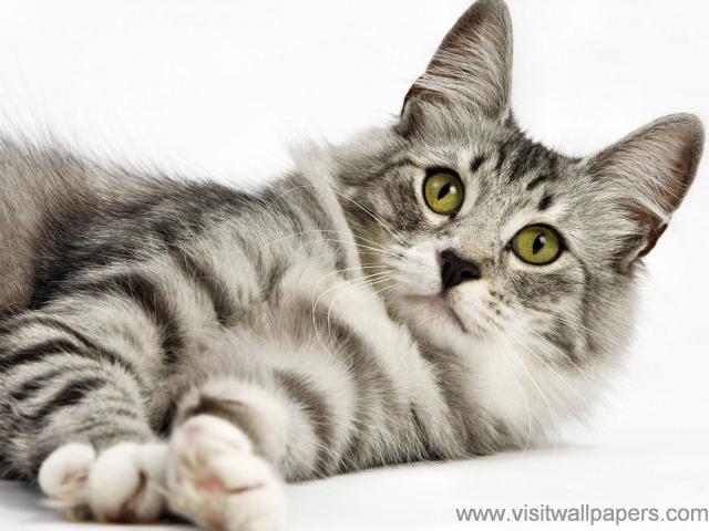 Norwegian_Forest_Cat