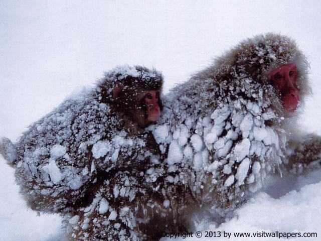 Animals_356
