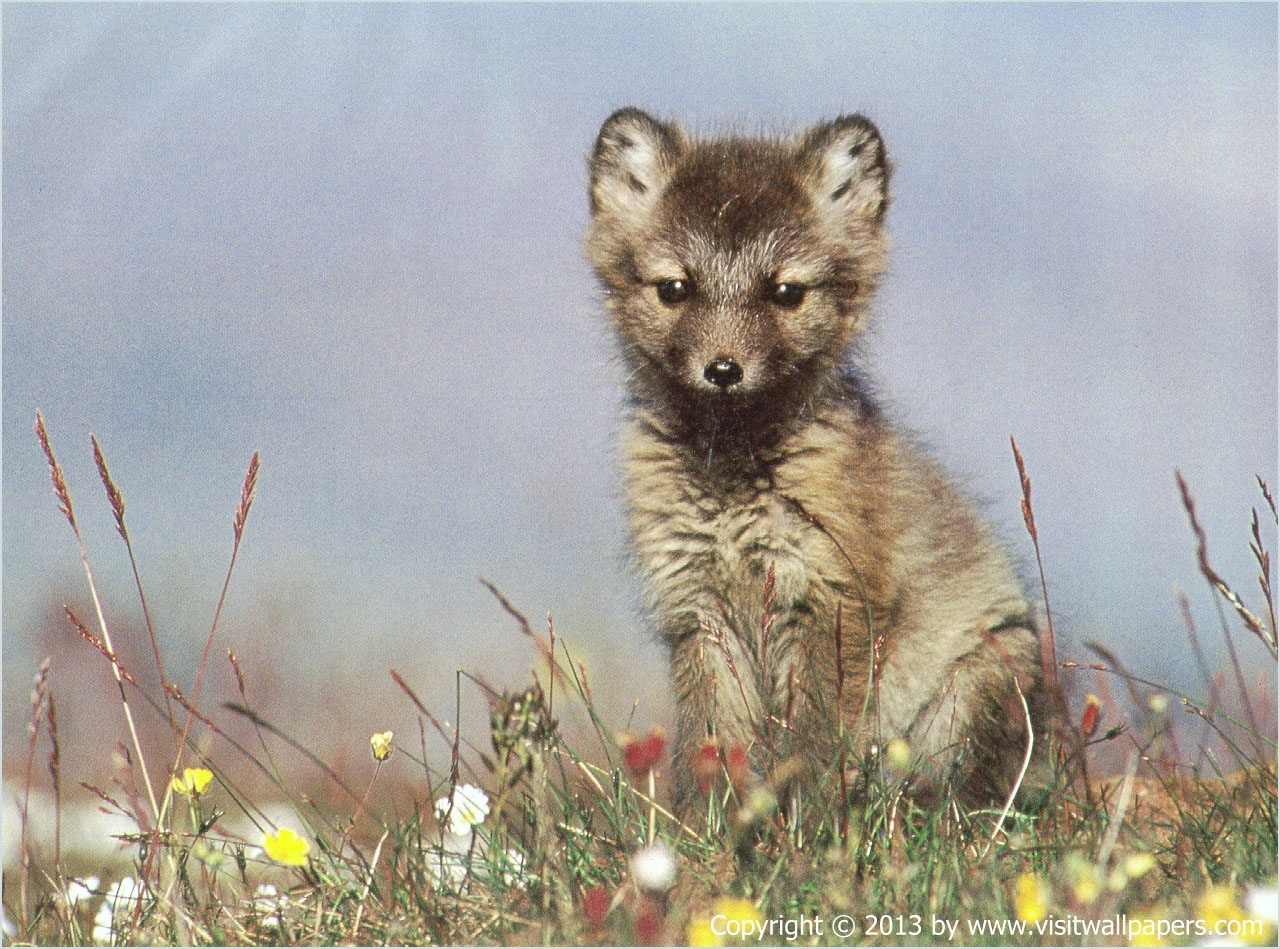 Animals_358