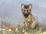 Animals_358