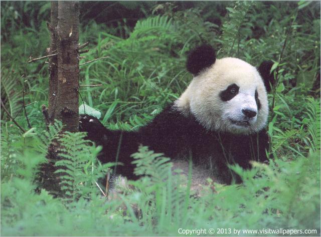 Animals_361