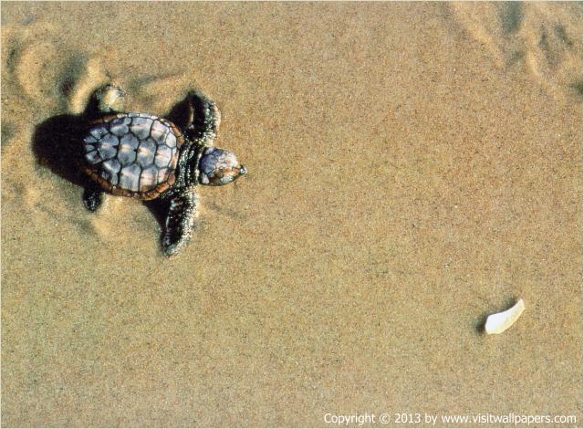 Animals_362