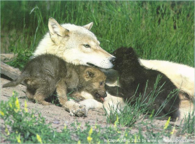 Animals_363