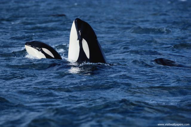 ocean-life-461