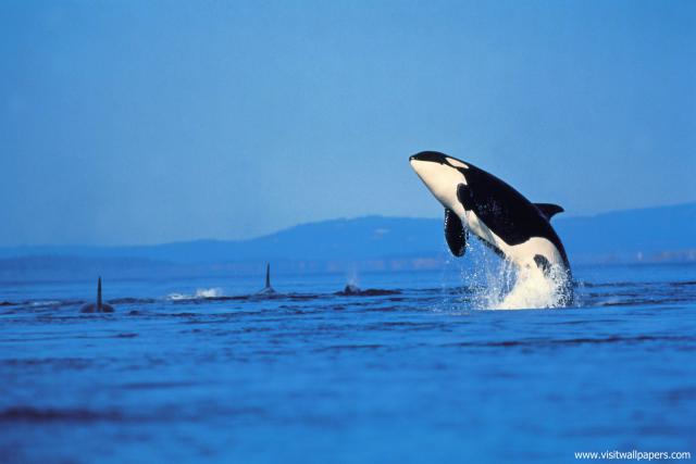 ocean-life-471