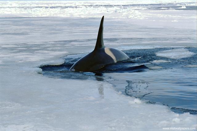 ocean-life-474