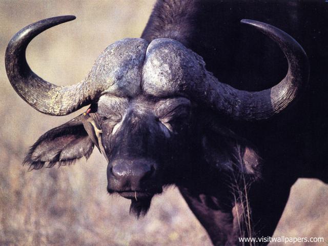 africa_086