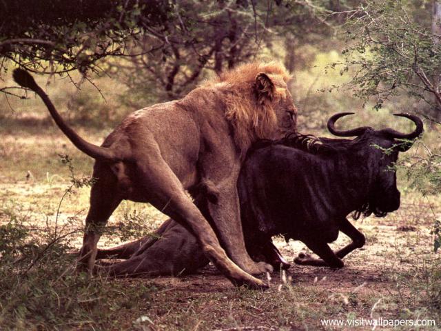 africa_091