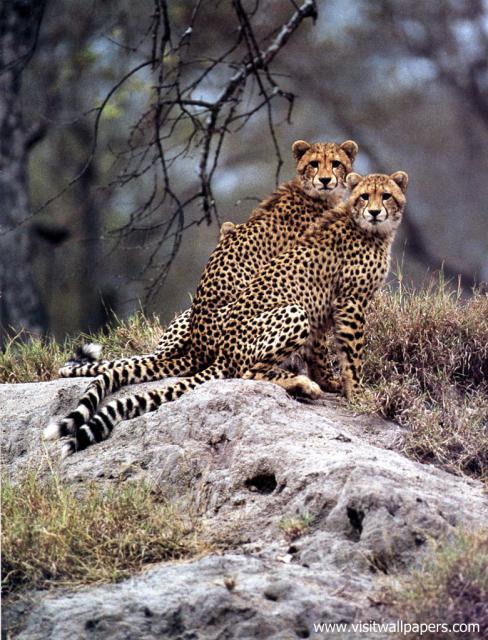 africa_093