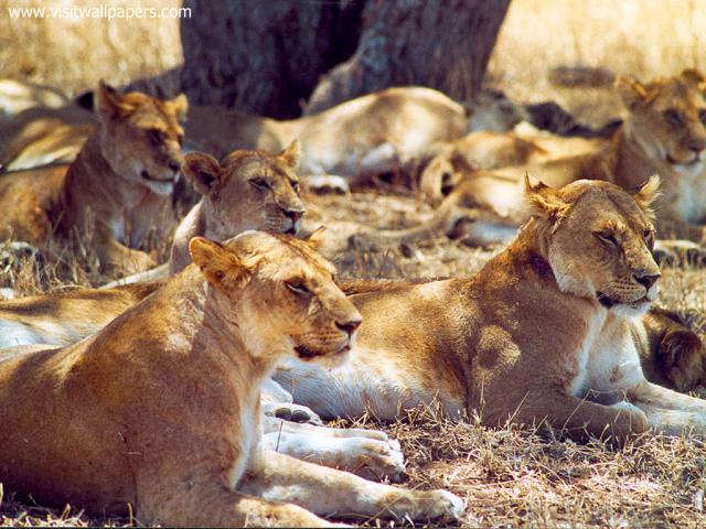 Lion_18