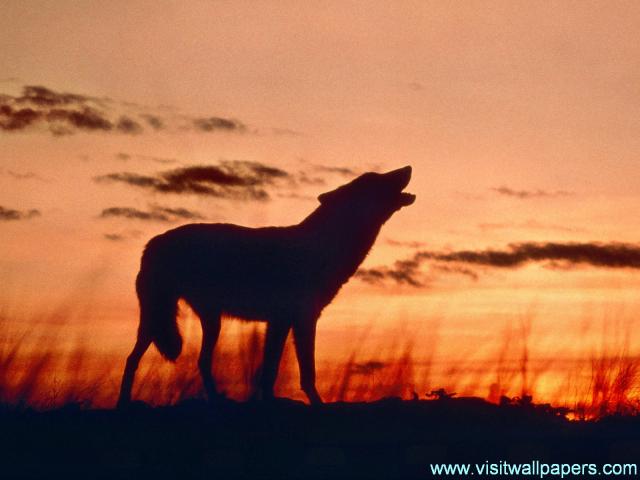 Wolf_Calling