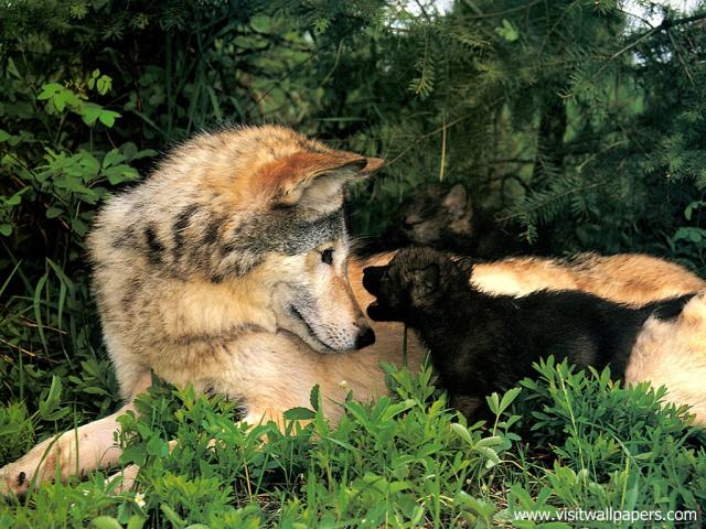 Animals_372