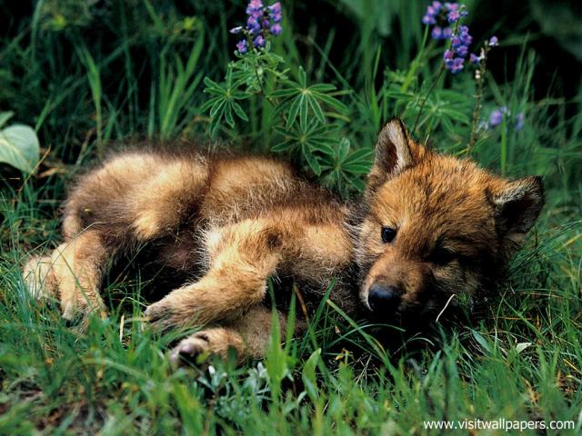 Animals_374