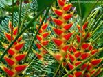 Heliconias_St_Lucia