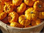 Small_Pumpkins