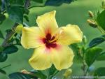 Yellow_Hibiscus