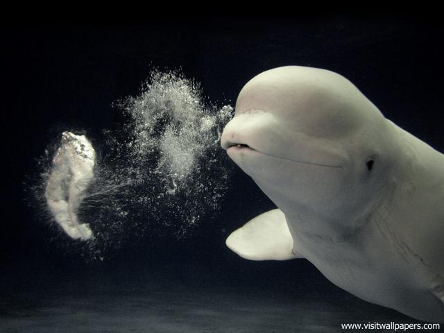 Beluga_Whale_01