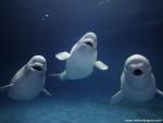 Beluga_Whale_02