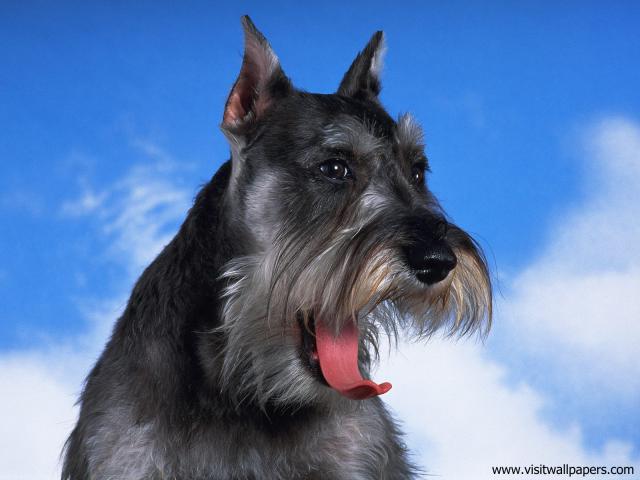A_Yawning_Schnauzer