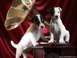 Gramophone_Pups
