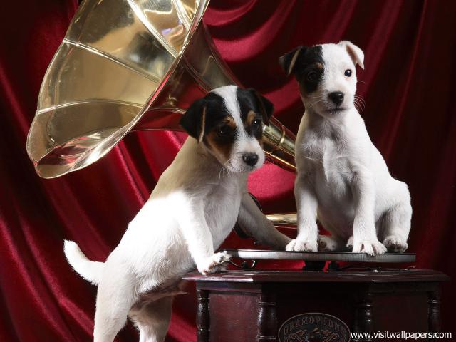 Gramophone_Pups