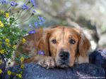 dog_464